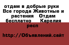 отдам в добрые руки - Все города Животные и растения » Отдам бесплатно   . Карелия респ.